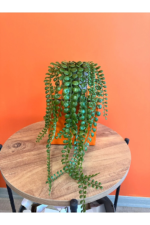 DEKORATİF OKOLİPTUS SARKAN ÇİÇEK - Görsel 2