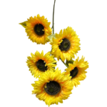 5 KAFALI AY ÇİÇEĞİ - 1 METRE