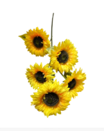 5 KAFALI AY ÇİÇEĞİ - 1 METRE