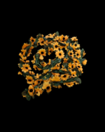 AYÇİÇEKL DOĞALGAZ SARMAŞIĞI - Görsel 2