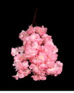 5'Lİ BAHARDALI - Görsel 4